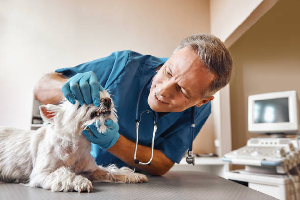 Best Weekend Emergency Dentist in Englewood, TN